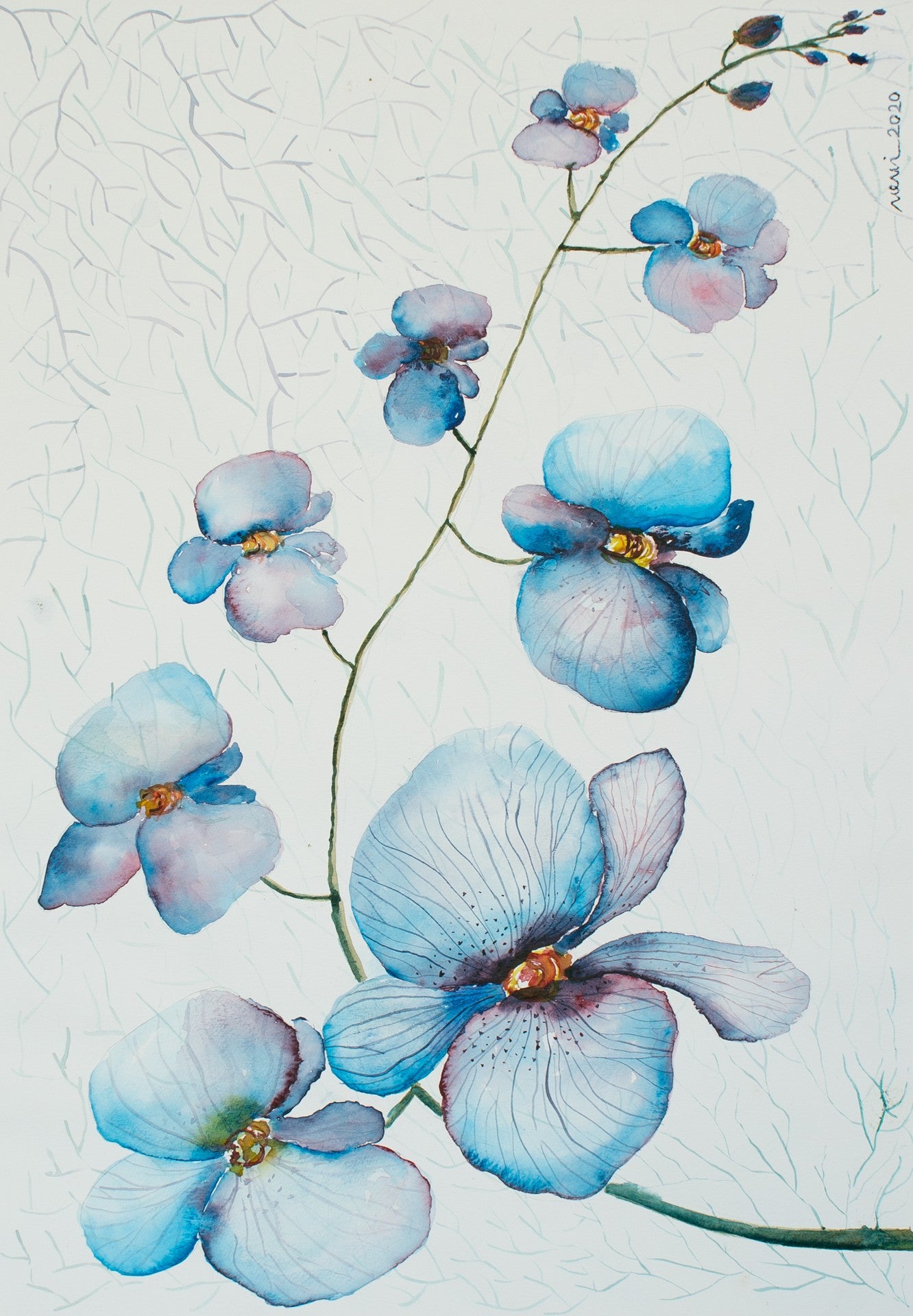 Blue Orchid